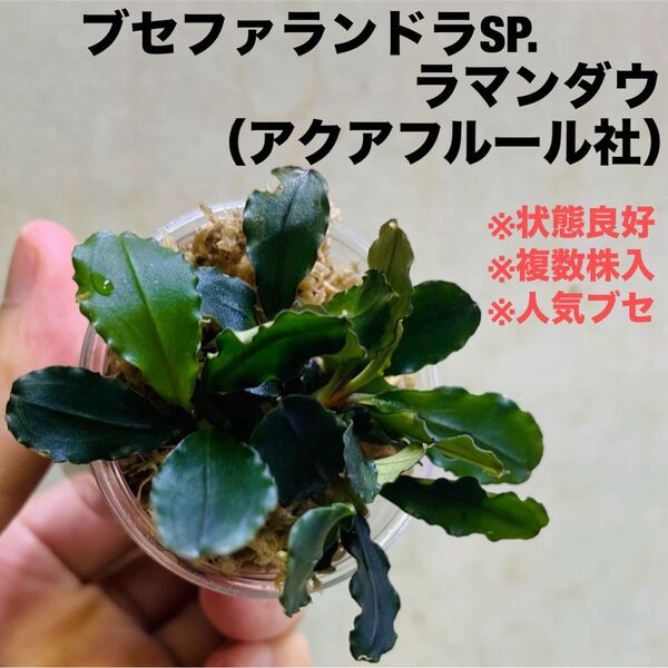◆特◆ブセファランドラSP.ラマンダウ(複数株) #ブセさかな屋