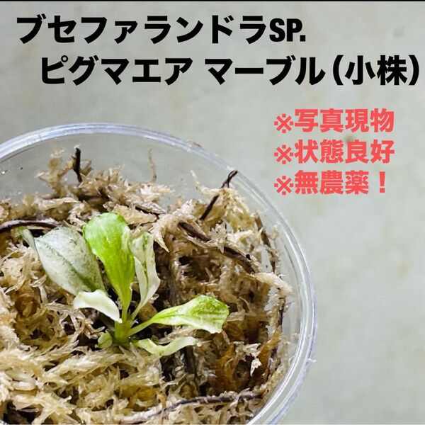 ◆特◆ブセファランドラsp.ピグマエアマーブル小株 バリエガータ #ブセさかな屋