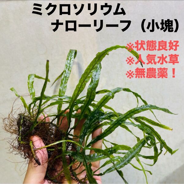 ◆特◆ミクロソリウム・ナロー小塊×1 #ミクロさかな屋ミクロソラム