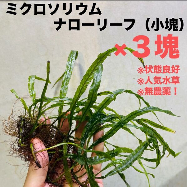 ◆特◆ミクロソリウム・ナロー小塊×3 #ミクロさかな屋 ミクロソラム ミクロソリウム トライデント ミクロソリウムセミナロー
