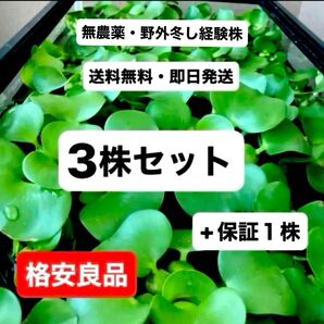ホテイソウ(無農薬) 3株セット+保証1株 野外冬越しをした青々しく力強い繁殖力の株です!ミニホテイアオイ