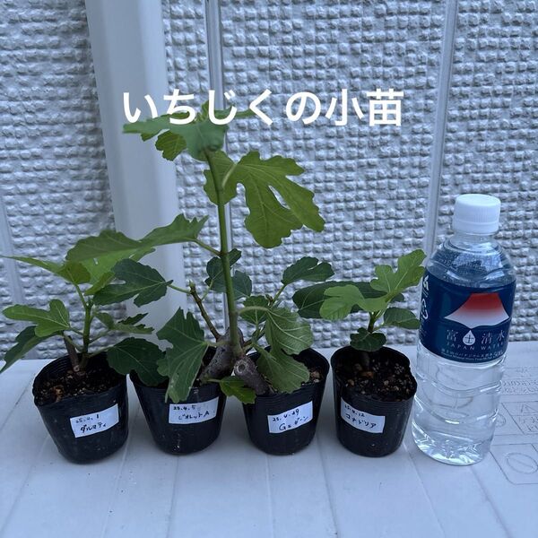 いちじくの小苗セット(コナドリア、Gセントジーン、ビオレットアルジェンティル、ダルマティ)②