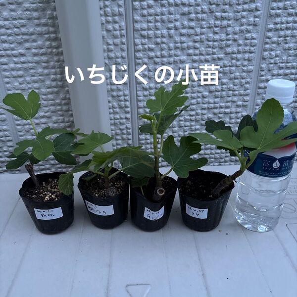 いちじくの小苗セット(リサ、Gセントジーン、ブリジャソットG、ダルマティ)④