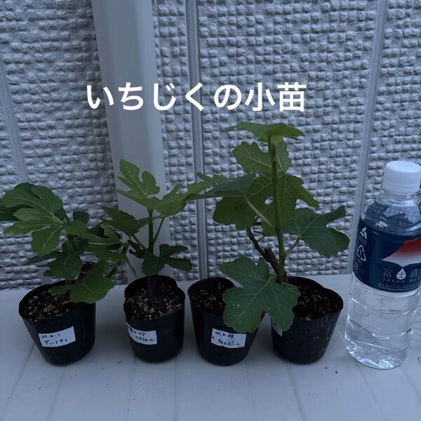 いちじくの小苗セット(リサ、Gセントジーン、イスラエル、ダルマティ)⑤