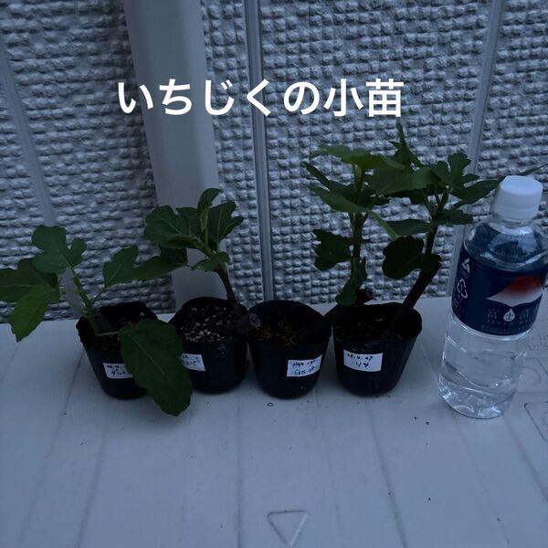 いちじくの小苗セット(リサ、Gセントジーン、LSUエバービーリング、ダルマティ)⑥