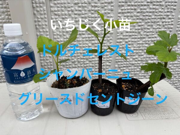 いちじくの小苗セット(ドルチェレスト、シャンパーニュ、Gセントジーン)