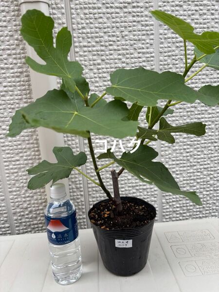 いちじくの取り木苗(コハク)