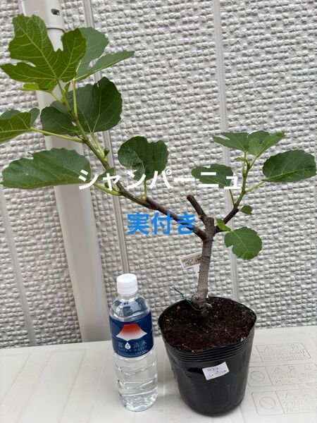 いちじくの苗(シャンパーニュ)※実付き