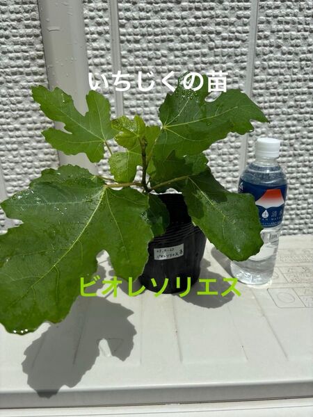 いちじくの苗(ビオレソリエス)
