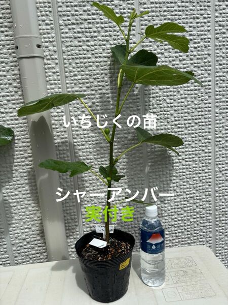 いちじくの苗(シャーアンバー、実付き) ※仙人C