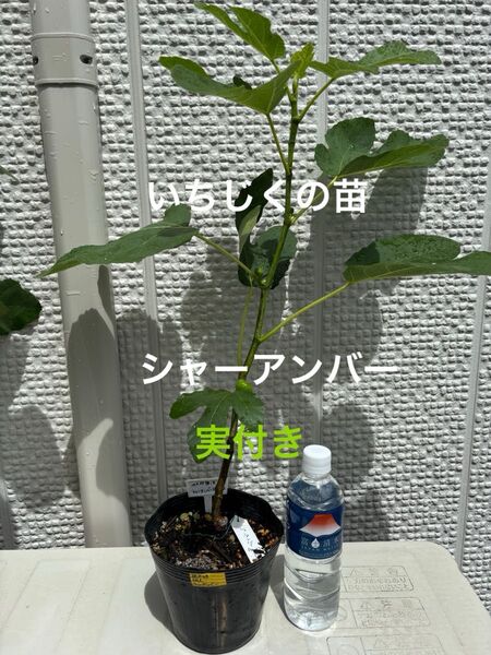 いちじくの苗(シャーアンバー 実付き)※仙人D