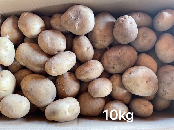 限定1【少し訳あり】じゃがいも 箱こみ10kg