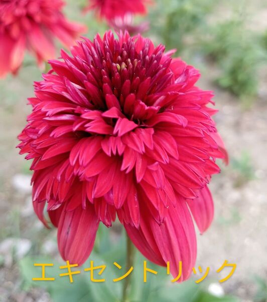 エキナセア苗 エキセントリック 宿根草 八重咲き