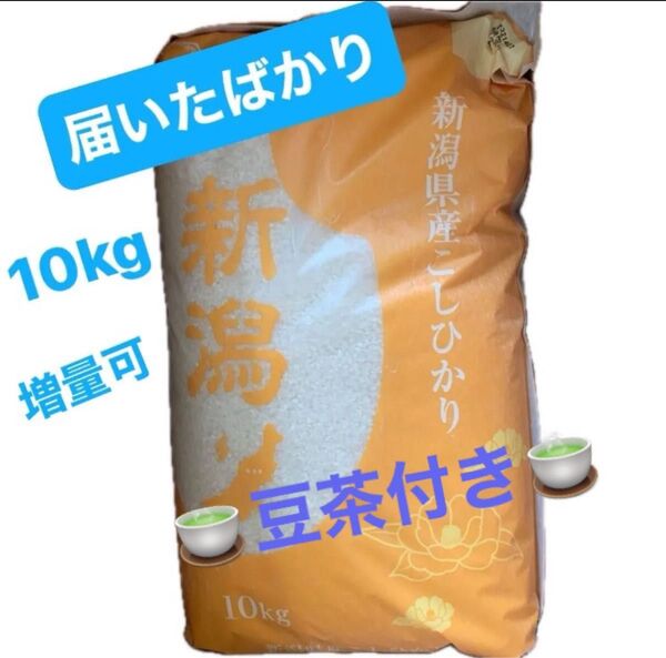 令和6年産 新潟県産 コシヒカリ お米10kg 白米 新潟 こしひかり 新米 コシヒカリ ★豆茶付き 期限2025.9.11★