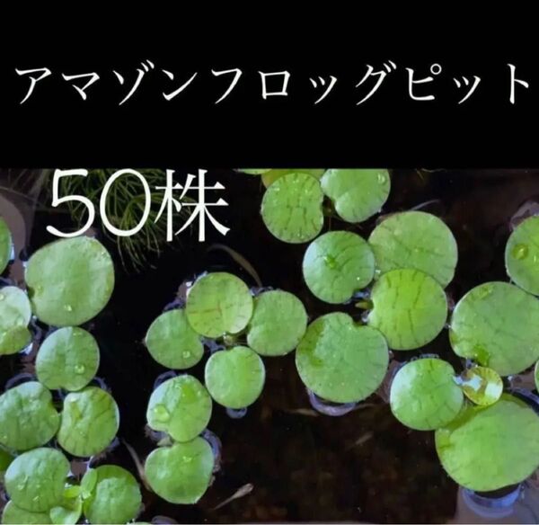 浮草・水草 アマゾンフロッグピット 50株以上 損はさせませ〜ん(o^^o)