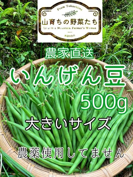 インゲン豆(つるなしいんげん)*大きいサイズ*ネコポス500g*農薬不使用⑤