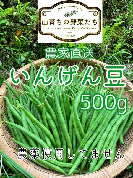 インゲン豆(つるなしいんげん)mix*ネコポス500g*本日収穫発送*農薬不使用12