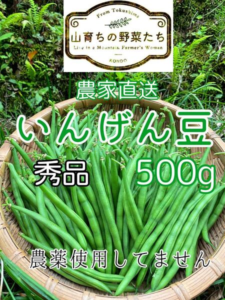 インゲン豆(つるなしいんげん)*秀品*ネコポス500g*農薬不使用13