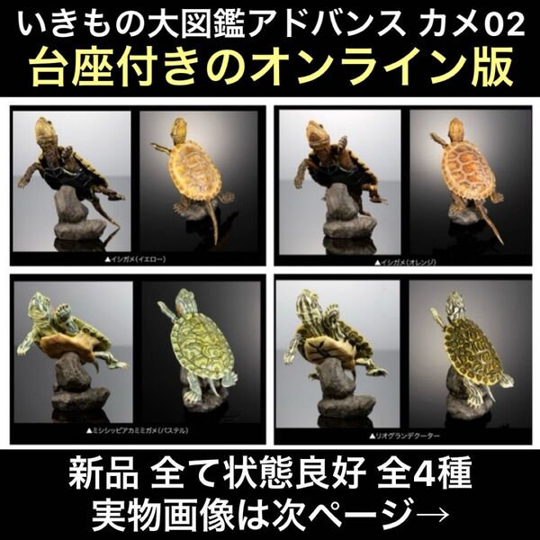 新品 いきもの大図鑑アドバンス カメ02 ガシャポンオンライン版 磁石付き石型ディスプレイスタンドセット 全4種 / イシガメ