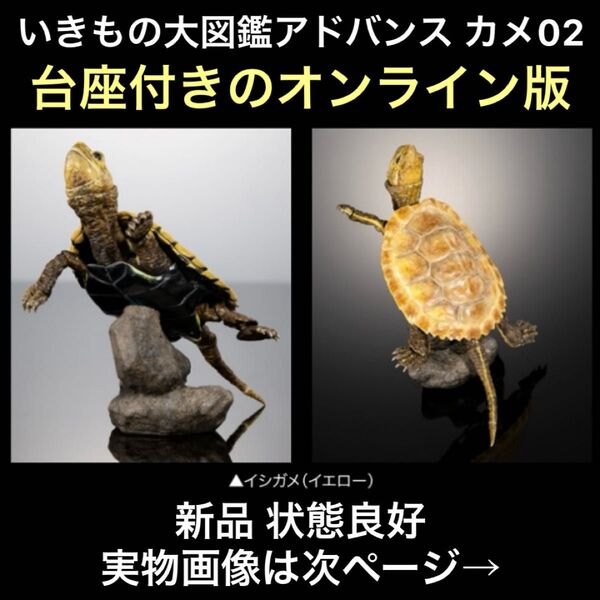 新品 いきもの大図鑑アドバンス カメ02 ガシャポンオンライン版 磁石付き石型ディスプレイスタンドセット イシガメ イエロー 幼体