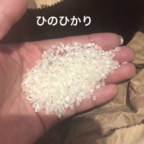 令和6年度 兵庫県産 栽培期間中農薬不使用 ひのひかり 小粒米 小米 精米 1キロ