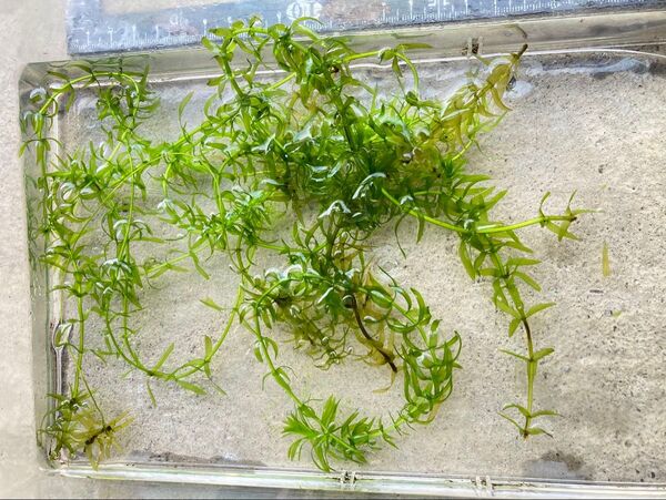 水草 アナカリス 20センチ以上 10本+α 育成している水槽の水を入れて送ります。