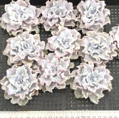 多肉植物 エケベリア クリスペートビューティー1苗
