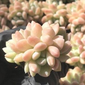 多肉植物 エケベリア 阮玲玉 6苗セット★カット&根付きが選べるセット