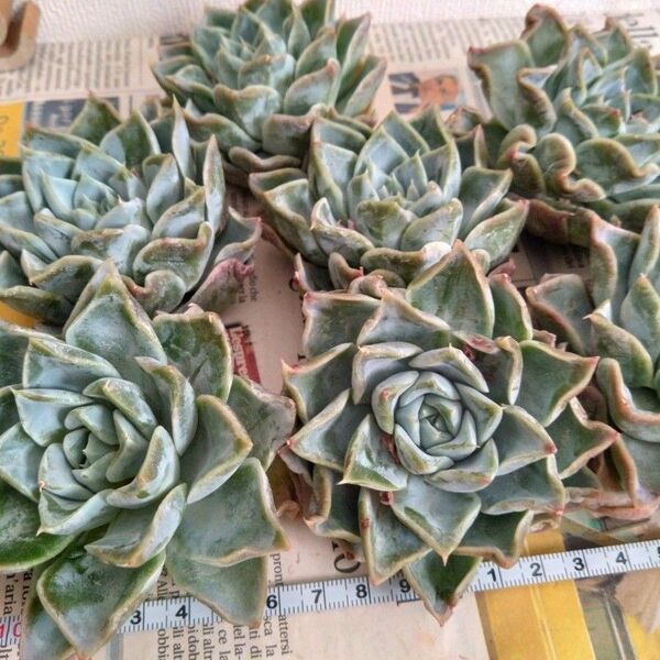 多肉植物 エケベリア 大苗 ハリーウォーツォンhyb