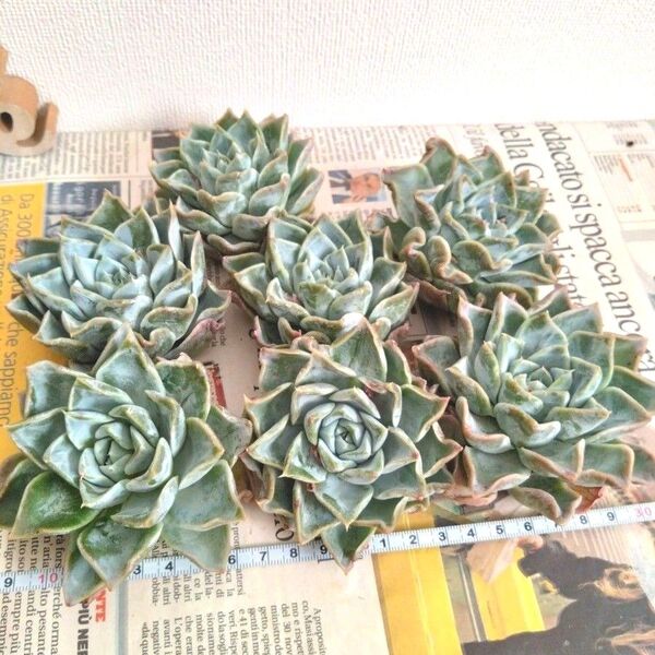 多肉植物 エケベリア ハリーウォーツォンhyb 大苗