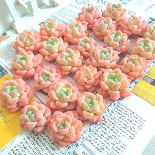 多肉植物 エケベリア 再入荷 ★スタープラス6苗セット