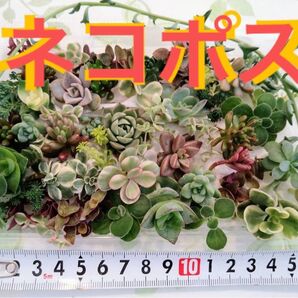 ■安心ネコポス■数量限定A増量中!カラフル 寄せ植え お得セット カット苗 セダ ム いろいろ ミックス♪
