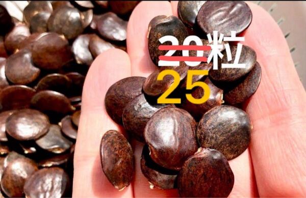 藤の種 藤の花 紫 25粒 種 種子 藤 藤棚 花 苗木 木 盆栽 植物