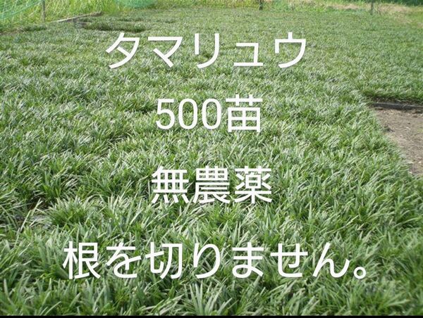 常緑多年草タマリュウ玉竜 500苗程度