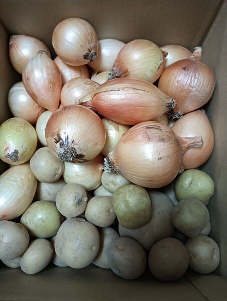 玉ねぎ ジャガイモ ミックスです。両方サイズSS極小です。宜しくお願いします。玉ねぎ2kg ジャガイモ1kg 美味しいよ!