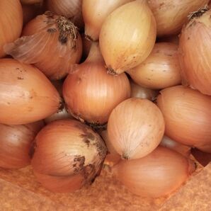 玉ねぎ サイズ小 2kg