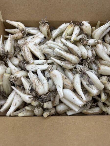 鳥取県産砂丘らっきょう 根付き Mサイズ 1Kg コンパクト便で24時間以内に発送致します