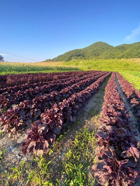 徳島県産 ちりめん赤紫蘇 1kg太い枝なし葉っぱのみ