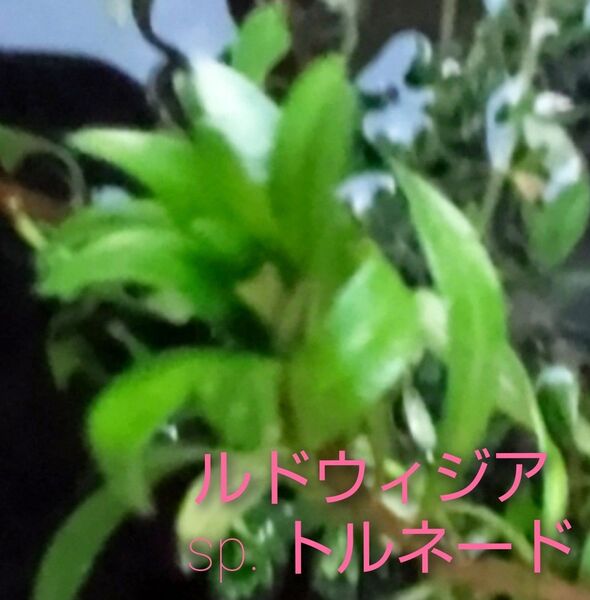 1本 8~10cmルドウィジア sp. トルネード♪ 無農薬 水上葉