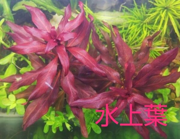 3本 10 cm レッド ルブラ♪水上葉 ルブラ ハイグロ ルドウィジア グランデュローサ【互生】無農薬 水中葉