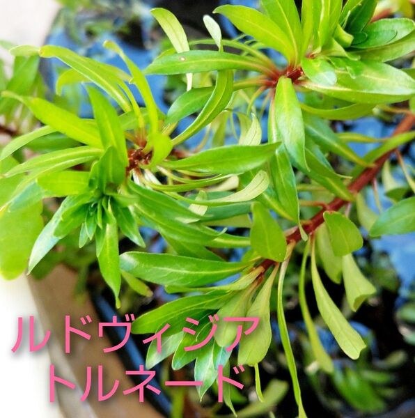 2本 8~10cmルドウィジア sp. トルネード♪ 無農薬 水上葉