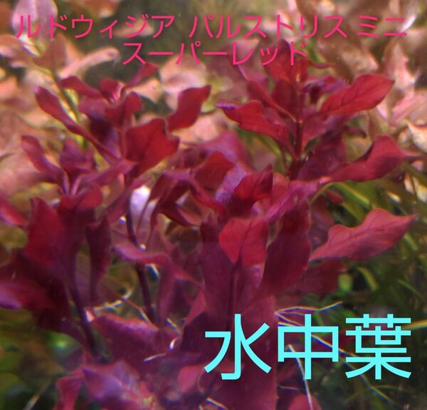 レア種♪ 5本 10cm超 ルドウィジア パルストリス ミニ スーパーレッド♪ 無農薬 水中葉 (小型水槽 手間かからない)