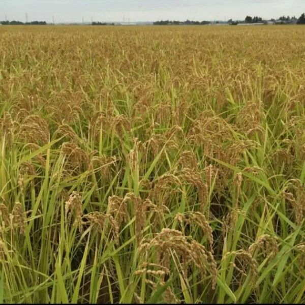 令和6年度産 宮城県産 ひとめぼれ 玄米 10kg ラスト1
