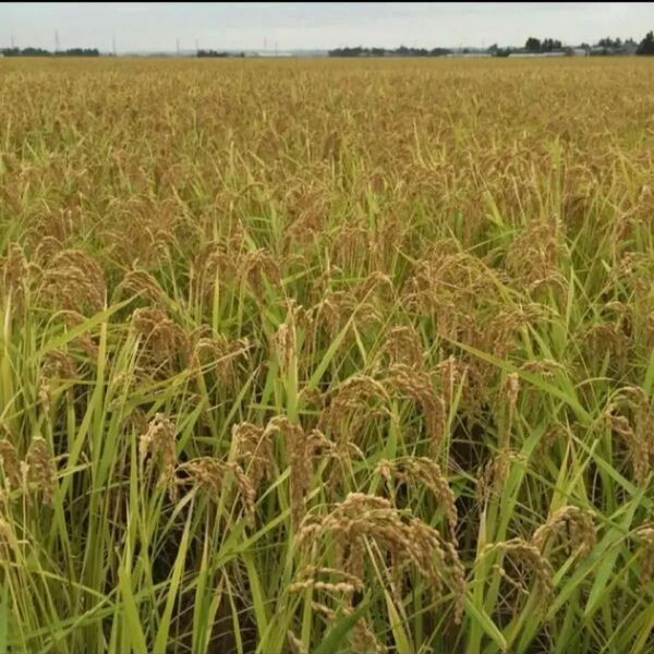 令和6年度 宮城県産 ひとめぼれ 玄米 10kg ラスト1