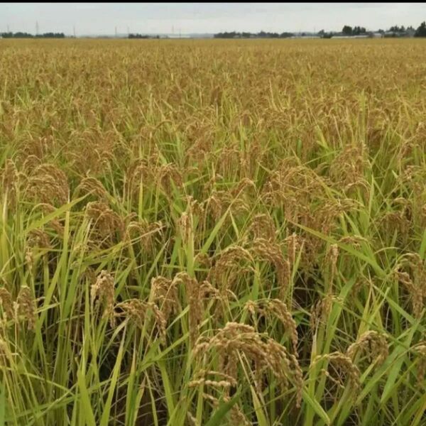 令和6年度 宮城県産 ひとめぼれ 玄米10kg