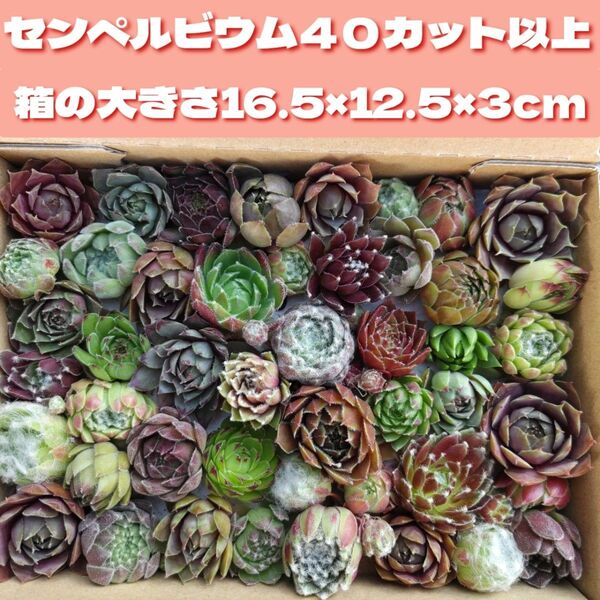 多肉植物 40カット以上 可愛い センペルビウム 色々 バニラシフォン入り 寄せ植え などに センペル 箱いっぱい