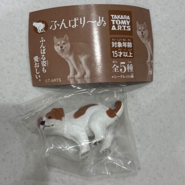 ふんばりーぬ ジャックラッセルテリア