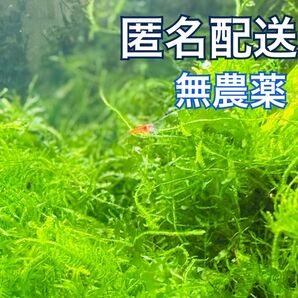 無農薬ウィローモスmix(ウィローモス、モスファン 、南米ウィローモス )10g