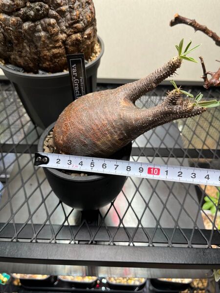 パキポディウム グラキリス 現地球発根済み 多肉植物 塊根植物