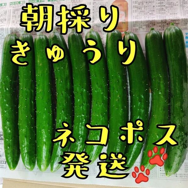 朝採りきゅうり 農家直送 新鮮 宮崎県産